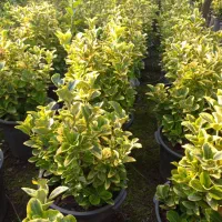 نهال شمشادکاج پایانکاردرختچه درخت کف قیمت ایران|خدمات باغبانی و درختکاری|تهران, حکیمیه|دیوار