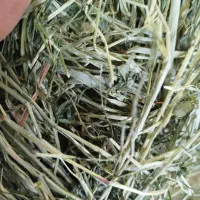 فروش کاه سبز گندم و جو و مقدار کمی یونجه