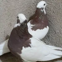 طوقی سه بردار بلندپرواز و بازیکن|پرنده|شیراز, گلکوب|دیوار