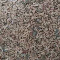 گندم پیشگام