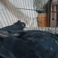 یک جفت زاغ آبادانی ۵۰۰|پرنده|نجفآباد, یزدانشهر|دیوار