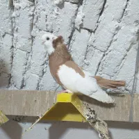 کبوتر زینتی ناصری