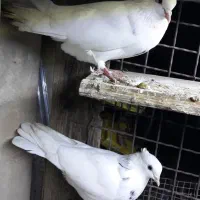 جفت طوق الماسی جوان|پرنده|اهواز, بهارستان|دیوار