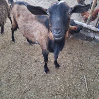 نری الپاین|حیوانات مزرعه|سیرجان, |دیوار