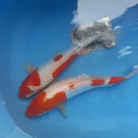 کوی دویتسو و اصیل|ماهی|تهران, دریاچه شهدای خلیج فارس|دیوار