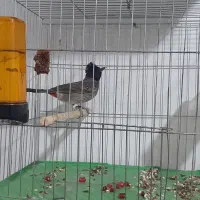 پرنده|پرنده|شوشتر, |دیوار