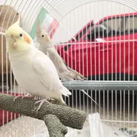 ۲عددعروس هلندی یک ساله نرباماده