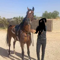 اسب عرب مصری|اسب و تجهیزات اسب‌سواری|اصفهان, سروستان|دیوار