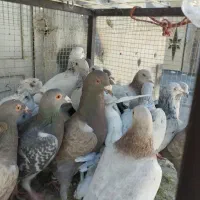 نامبر سر و نوک دار