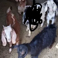 40 میلیون تومان