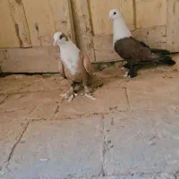 کبوتر کربلایی|پرنده|زارچ, |دیوار