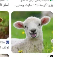 یک گوسفند پیدا شده