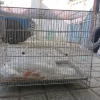 قفس پرنده