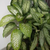 گل خانگی|گل و گیاه طبیعی|سیلاخور, |دیوار