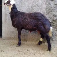 بره