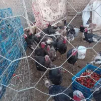 ۲۰ عدد بوقلمون برنزی به فروش می‌رسد|حیوانات مزرعه|قیدار, |دیوار