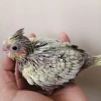 عروس هلندی|پرنده|تهران, والفجر (افسریه)|دیوار