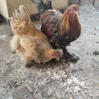 مرغ خروس برهما