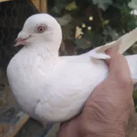 کبوتر|پرنده|نجف‌آباد, یزدانشهر|دیوار