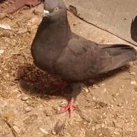 3 جفت کبوتر|پرنده|سیلوانه, |دیوار