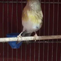 دوعدد سهره قناری