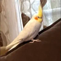 عروس هلندی نر سخنگو