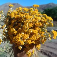 بومادران تازه،مرزه،چای کوهی تازه