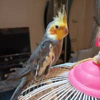 طوطی عروس|پرنده|رشت, نظری|دیوار