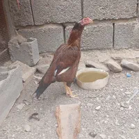 قادر به معاوضه نیستم