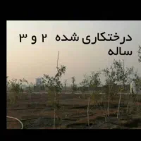 فروش زمین باغ دارای استخر و اصطبل اسب|فروش زمین و ملک کلنگی|مسجد سلیمان, |دیوار