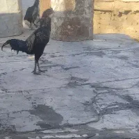 خروس لاری اوشامو