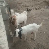 فروش سه عدد بز و پاچن