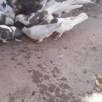 تعد اد۳۰الی ۴۰عدد کبوتر درهم فروشی|پرنده|خانمیرزا, |دیوار