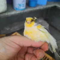 معاوضه گلاستر نر