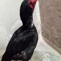 خروس|حیوانات مزرعه|بندرعباس, |دیوار