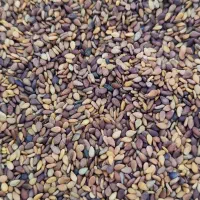 کنجد بوجاری شده