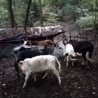 فروش 17راس گاووگوساله دورگ جنگلی|حیوانات مزرعه|گرگان, |دیوار