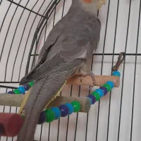 عروس هلندی ماده ۵۰۰