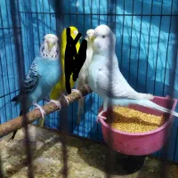 مرغ عشق مولد و دو عدد ماده