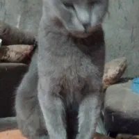 گربه اسکاتیش بلو