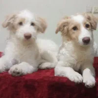 نژاد شیتزو اشپیتز واگذاری