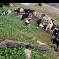 گله بزی فروشی