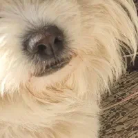 سگ خانگی آرام ساکت با ادب حرف گوش کن