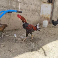 خروس لاری