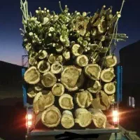 هرس درخت وخریده چوبه به صورت نقدی|خدمات باغبانی و درختکاری|اراک, |دیوار