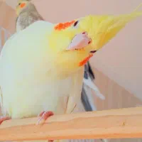 عروس هلندی های شیطون