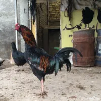 تخم مرغ نطفه دار