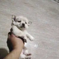 سگ سایز ریز و خوشکل|سگ|شیراز, حافظیه|دیوار