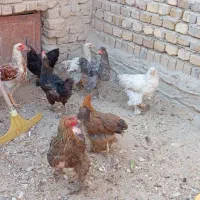 جوجه نیمچه برهما هشت عدد مرغ ویک عددخروس