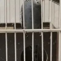 مرغ عشق نر